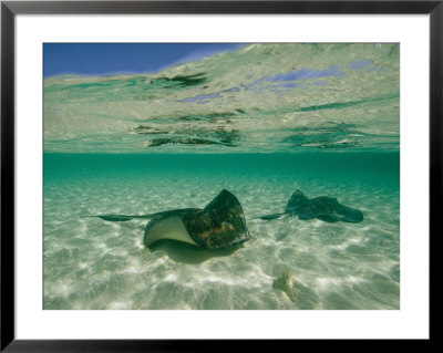Aquatic Split-Level View Of Two Southern Stingrays In Clear Water by Wolcott Henry Pricing Limited Edition Print image
