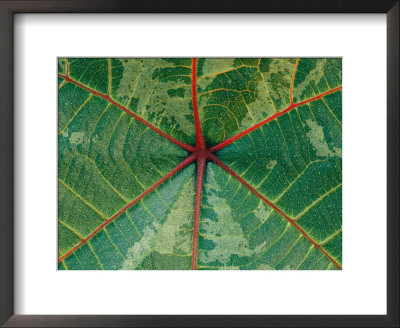 Close View Of A Leaf by Mattias Klum Pricing Limited Edition Print image