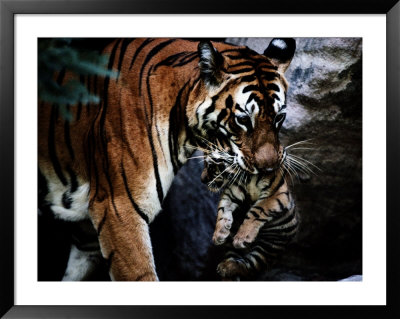 An Indian Tigress Moves Her Cubs Repeatedly To Protect Them From Predators by Michael Nichols Pricing Limited Edition Print image