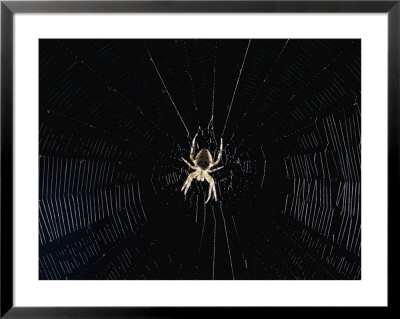 Argiope (Orb Weaver) Spider On An Intricately Woven Web by Paul Zahl Pricing Limited Edition Print image