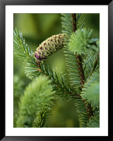 Cone And Branch Of Sitka Spruce, Point Adolphus by Michael Melford Pricing Limited Edition Print image