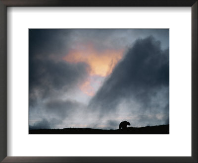 A Silhouetted Grizzly Bear Appears Against A Twilight Sky by Joel Sartore Pricing Limited Edition Print image