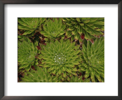 A Close View Of Flora On Mount Kenya by Bobby Model Pricing Limited Edition Print image