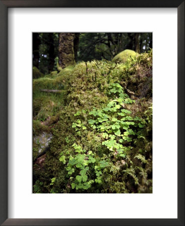 Shamrock Growing In An Ancient Oak Forest, County Kerry, Munster, Republic Of Ireland by Andrew Mcconnell Pricing Limited Edition Print image