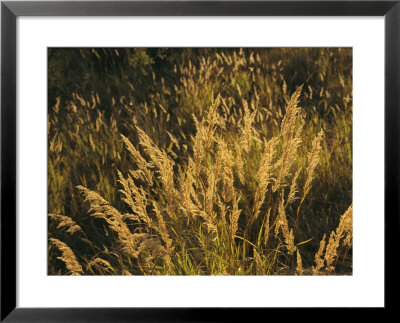 Sunlight Illuminates Meadow Grasses In The Mackenzie River Delta by Raymond Gehman Pricing Limited Edition Print image