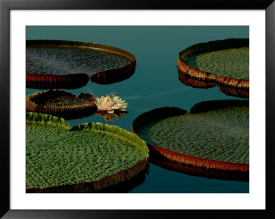 Victoria Water Lilies by James P. Blair Pricing Limited Edition Print image