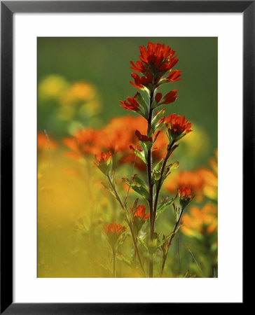 Red Indian Paintbrush Flower In Springtime, Nature Conservancy Property, Maxton Plains by Mark Carlson Pricing Limited Edition Print image