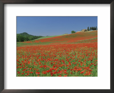 Poppy Field Near Montechiello, Tuscany, Italy by Lee Frost Pricing Limited Edition Print image