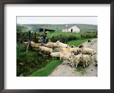 Sheep Crossing Road, Ireland by Holger Leue Pricing Limited Edition Print image