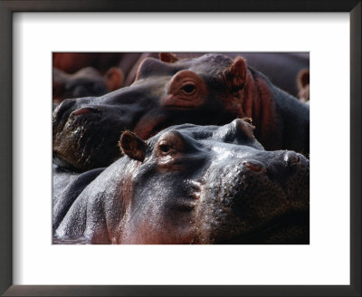 Close Up Of Hippo Herd (Hippopotamus Amphibius), Lake Manyara National Park, Arusha, Tanzania by Lawrence Worcester Pricing Limited Edition Print image