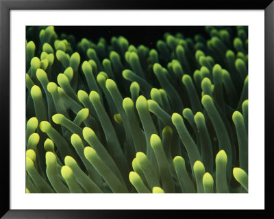 A Close View Of The Tentacles Of A Sea Anemone by Heather Perry Pricing Limited Edition Print image
