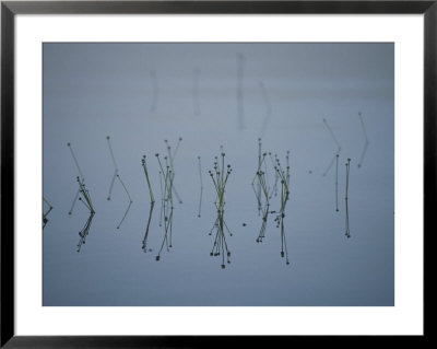 Reflections Of Delicate Aquatic Plants Sprouting From Glassy Water by Michael S. Lewis Pricing Limited Edition Print image