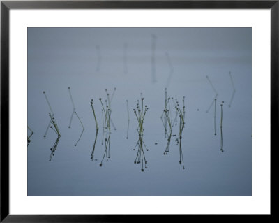 Reflections Of Delicate Aquatic Plants Sprouting From Glassy Water by Michael S. Lewis Pricing Limited Edition Print image