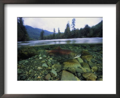 Salmon Underwater, Clayoquot Sound, Vancouver Island by Joel Sartore Pricing Limited Edition Print image