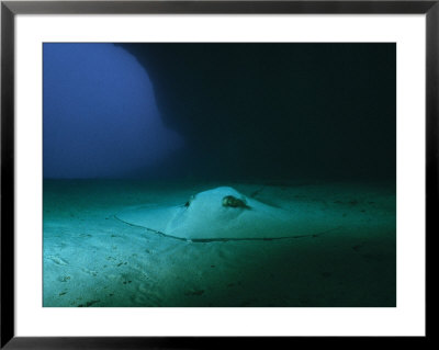 A Southern Stingray Resting On The Sea Floor Off The Coast Of Brazil by Wolcott Henry Pricing Limited Edition Print image