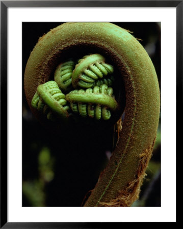 Close-Up Of A Fern Fiddlehead by Chris Johns Pricing Limited Edition Print image