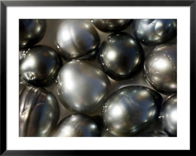 Black Pearls Displayed In A Pearl Oyster Shell, Takapoto Atoll, French Polynesia by Tim Laman Pricing Limited Edition Print image