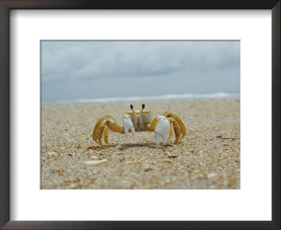 Eye To Eye View Of A Ghost Crab On The Beach by Al Petteway Pricing Limited Edition Print image