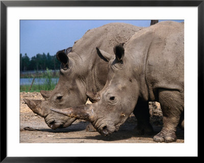 Rhinoceros's In Bangkok's Safari World, Bangkok, Thailand by Bill Wassman Pricing Limited Edition Print image