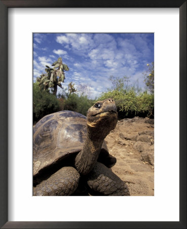 Giant Tortoise On Galapagos Islands, Ecuador by Stuart Westmoreland Pricing Limited Edition Print image