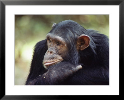 A Close-Up Of One Of The Many Chimpanzees That Were Studied By Researcher Jane Goodall by Kenneth Love Pricing Limited Edition Print image