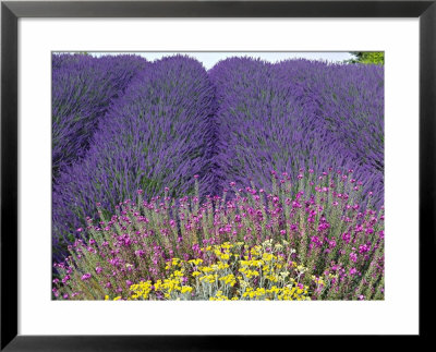 Lavender Field, Sequim, Washington, Usa by Charles Sleicher Pricing Limited Edition Print image