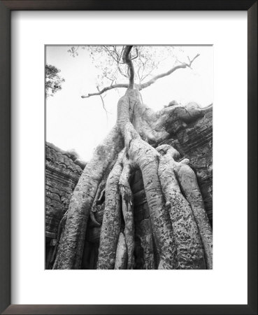 Tree Ta Prohm, Angkor, Cambodia by Walter Bibikow Pricing Limited Edition Print image