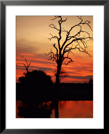 Silhouetted Tree At Twilight by Beverly Joubert Pricing Limited Edition Print image