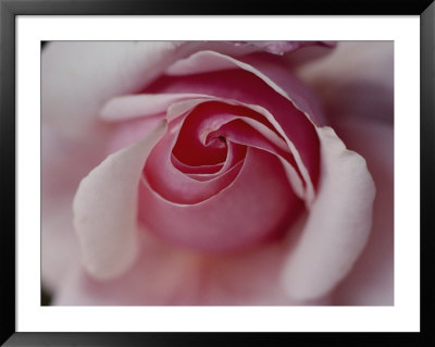 Close-Up Of A Rose by Sam Abell Pricing Limited Edition Print image