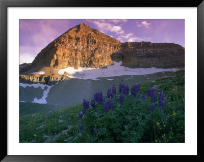 Wildflowers, Mt. Timpanogos, Wasatch Nf, Utah by Cheyenne Rouse Pricing Limited Edition Print image