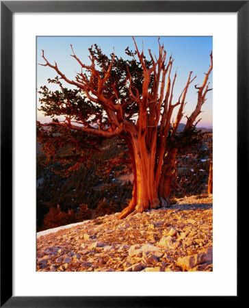 Bristlecone Pine In The White Mountains, Eastern California by Rob Blakers Pricing Limited Edition Print image
