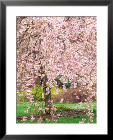 Flowering Cherry Tree, Seattle Arboretum, Washington, Usa by Janell Davidson Pricing Limited Edition Print image