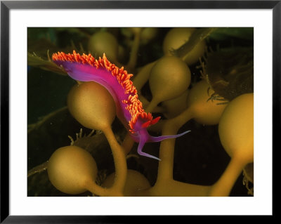 Spanish Shawl On Nudibranch, California by Wayne Brown Pricing Limited Edition Print image
