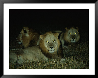 Eyes Of Several African Lions Glow From A Strobe Flash In This Night View by Beverly Joubert Pricing Limited Edition Print image