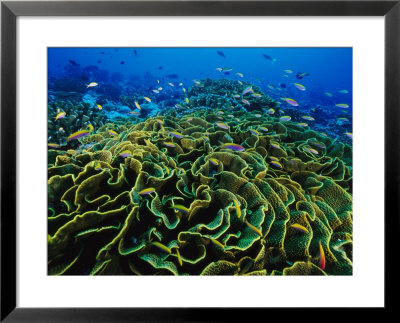 Fairy Basslet Fish (Gramma Loret) Dart Among Blooms Of Lettuce Coral by Paul Nicklen Pricing Limited Edition Print image