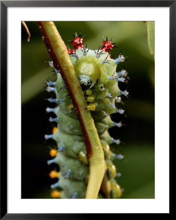 A Cecropia Moth Caterpillar Crawls Along A Stem by George Grall Pricing Limited Edition Print image