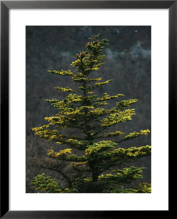 Spruce Tree Along Skyline Drive by Raymond Gehman Pricing Limited Edition Print image