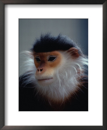 The Douc Langur Is An Endangered Species Native To Indo-China by Bates Littlehales Pricing Limited Edition Print image