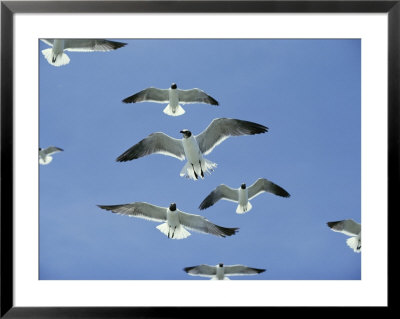 Laughing Gulls Hover Against A Blue Sky by Al Petteway Pricing Limited Edition Print image