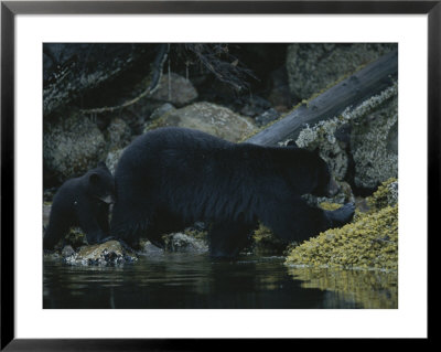 Close View Of A Bear Standing In Shallow Waters By Moss-Covered Rocks by Joel Sartore Pricing Limited Edition Print image