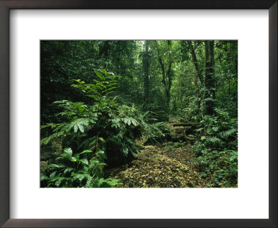 Lush Woodland View In Papua New Guinea by Klaus Nigge Pricing Limited Edition Print image