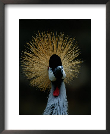A Crowned Crane At The San Diego Wild Animal Park by Michael Nichols Pricing Limited Edition Print image