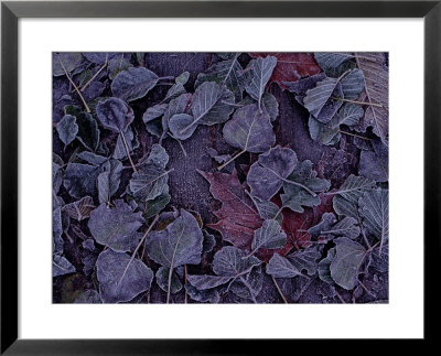 Close-Up View Of Frost On Fallen Alder Leaves by Raymond Gehman Pricing Limited Edition Print image