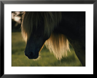 Chincoteague Pony by James L. Stanfield Pricing Limited Edition Print image