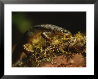 A Close View Of A Rough-Skinned Newt In A Fresh Water Bog by Joel Sartore Pricing Limited Edition Print image