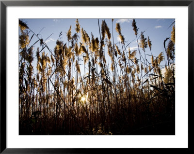 Sunset Through The Tall Grasses Of Chesapeake Bay Wetlands by Stephen St. John Pricing Limited Edition Print image