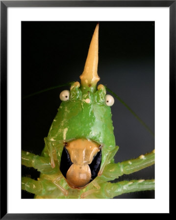 Extreme Close-Up Of A Horned Katydid by George Grall Pricing Limited Edition Print image