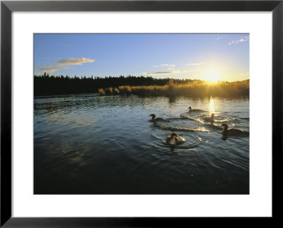 Red-Breasted Mergansers Swim On Brooks River In The Early Morning by Michael Melford Pricing Limited Edition Print image