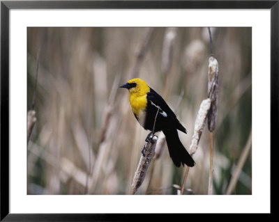 View Of A Yellow-Headed Blackbird Perched On Top Of A Cattail by Bates Littlehales Pricing Limited Edition Print image