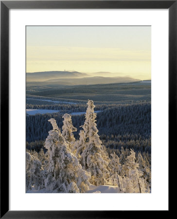 Winter Scenic On Mountain Top, Evergreens In Snow by Norbert Rosing Pricing Limited Edition Print image
